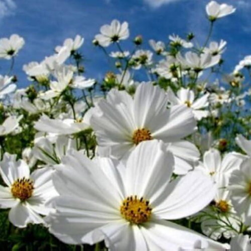 10 graines de cosmos blanc, cosmos bipinnatus dwarf sensation blanc