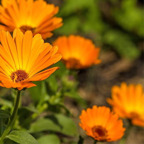 10 graines de souci &quot;pacific beauty&quot;, calendula officinalis &quot;pacific beauty&quot;