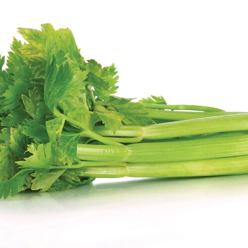 60 graines céleri branche italien variété précoce apium graveolens persil des marais ache des marais