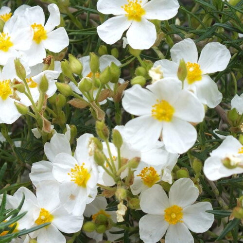 3 graines de cistus clusii, ciste à feuilles de romarin