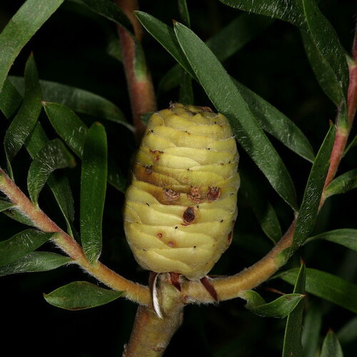 3 graines de leucadendron coniferum