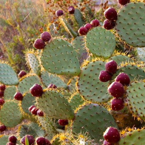 7 graines de figuier de barbarie, opuntia ficus-indica