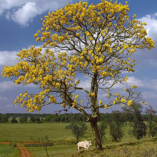10 graines tabebuia chrysotricha, handroanthus chrysotrichus, arbre à trompettes d'or