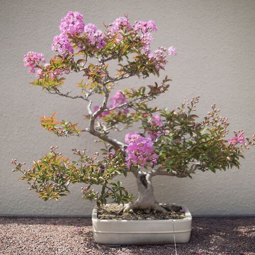 7 graines lilas des indes, lagerstroemia indica, lilas d'été, lilas d'inde, myrte de crêpe, idéal bonsaï