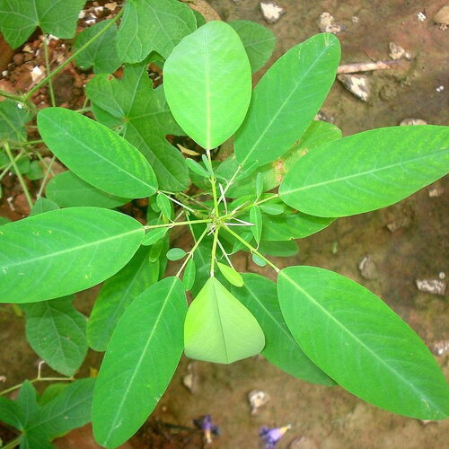 3 graines codariocalyx motorius, plante qui danse, desmodium gyrans, sainfoin oscillant