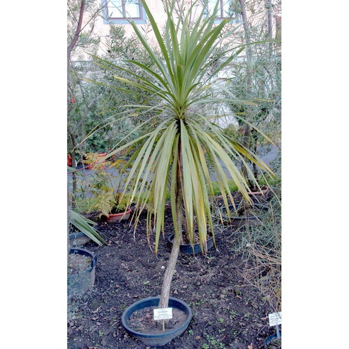 5 graines de cordyline australis hort. indivisa, dracena