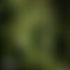 7 graines de aulne de corse, aulne à feuilles en cœur, alnus cordata