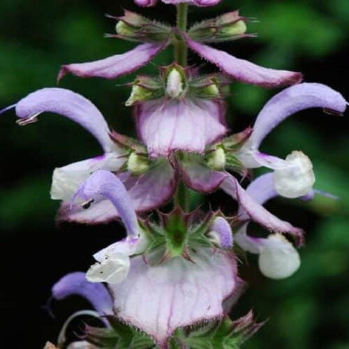 3 graines salvia sclarea, sauge sclarée