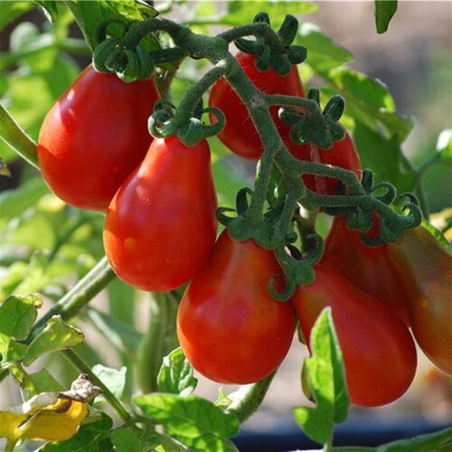 25 graines de tomate poire rouge