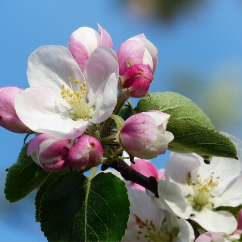 3 graines de malus communis, pommier franc, malus sylvestris