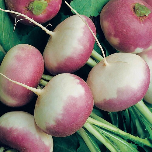 50 graines de navet de milan à collet rose violet