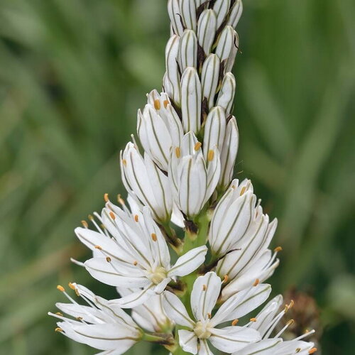 10 graines de asphodelus albus, asphodèle blanc