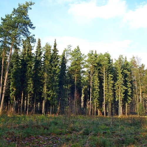 10 graines de épicéa de serbie, picea omorika