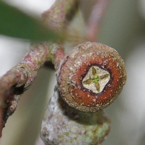 5 graines eucalyptus coccifera, gommier des neiges, gommier des neiges tasmanien, mount wellington peppermint