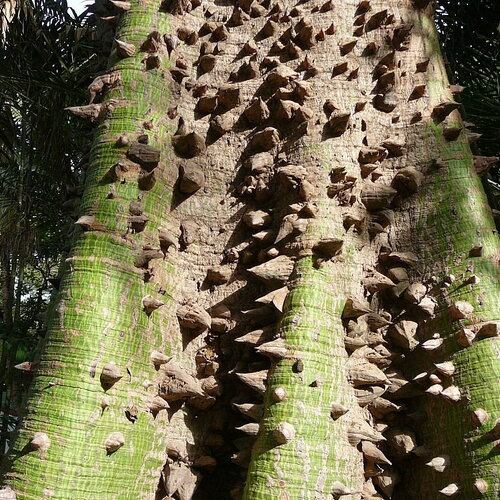 5 graines ceiba pentandra, fromager, fwomajyé, mapou wouj, kapokier, arbre à kapok