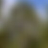 3 graines de pinus nigra salzmannii, pin noir d'espagne