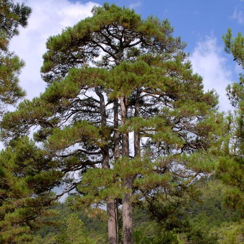 3 graines de pinus nigra salzmannii, pin noir d'espagne
