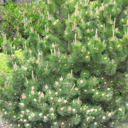 50 graines de pin de montagne, pinus mugo mughus