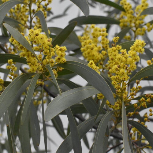 3 graines acacia obliquinervia, caryer de montagne