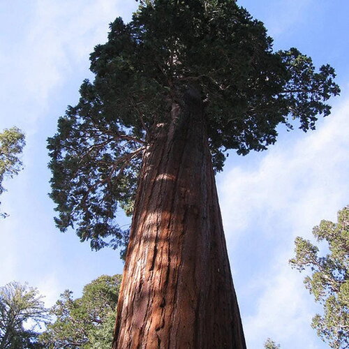 7 graines séquoiadendron giganteum, séquoia géant