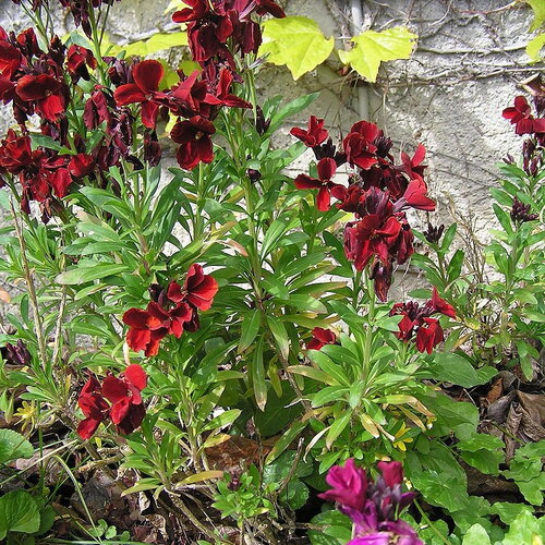 50 graines giroflée des murailles, erysimum cheiri, girofle