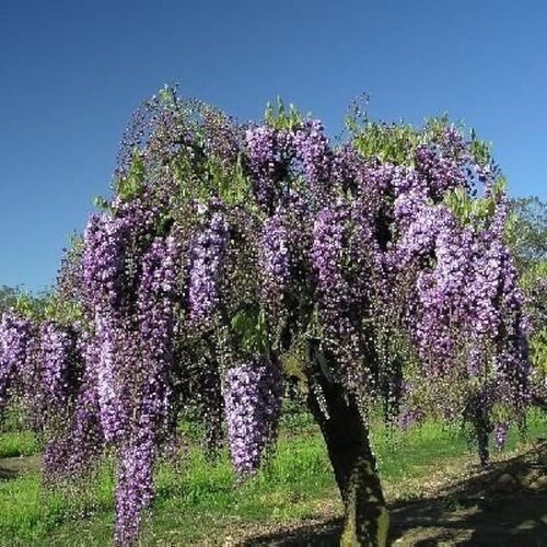 3 graines wisteria floribunda, glycine du japon