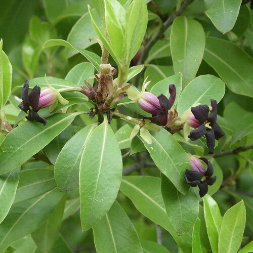 10 graines de pittosporum tenuifolium, pittospore à petites feuilles