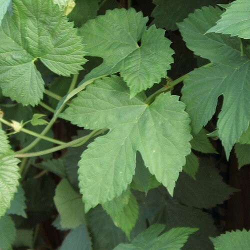 5 graines de houblon, humulus lupulus, houblon grimpant