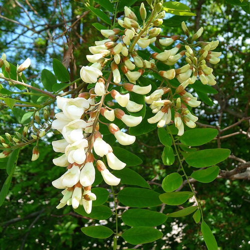 3 graines robinia pseudoacacia, robinier faux acacia, robinier, acacia