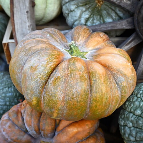 20 graines de courge musquée &quot;muscade de provence&quot;, cucurbita moschata calabaza