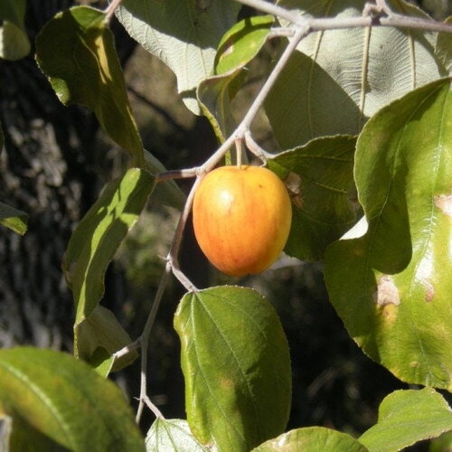 3 graines de ziziphus mauritiana, jujube indien, prune indienne, datte ...