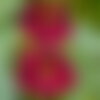 3 graines de tropaeolum nanum &quot;tom thum night &amp; day&quot;, capucine naine