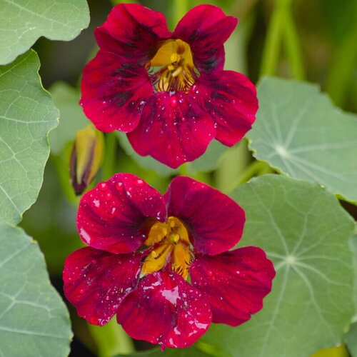 3 graines de tropaeolum nanum &quot;tom thum night &amp; day&quot;, capucine naine