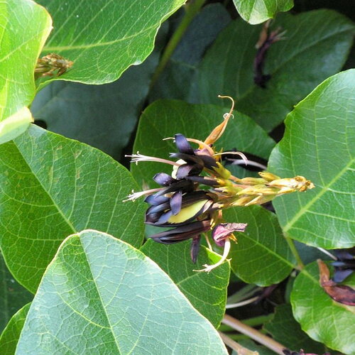 5 graines de pois corail noir, kennedia nigricans