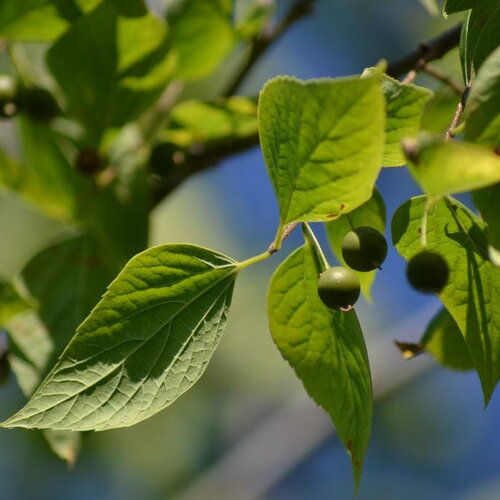 3 graines de celtis occidentalis, micocoulier occidental, micocoulier de virginie