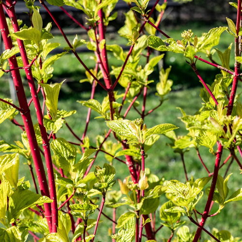 7 graines de cornus alba, cornouiller blanc, cornouiller de tartarie