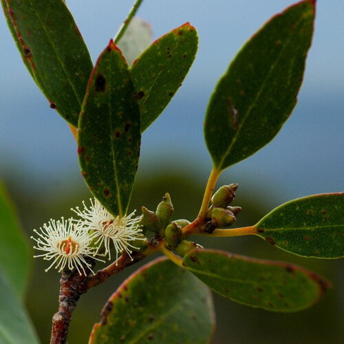 3 graines eucalyptus subcrenulata, gommier jaune