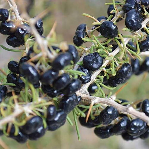 3 graines de baie de goji noir, lycium ruthenicum