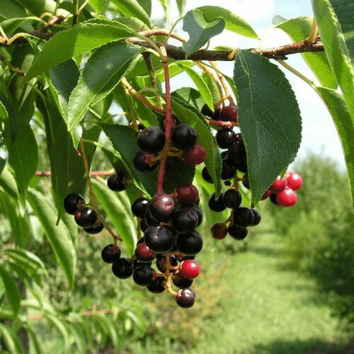 3 graines de cerisier noir prunus serotina black cherry