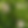 3 graines rosa canina, rosier des chiens, rosier des haies, églantier des chiens, églantier