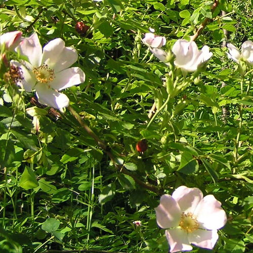 3 graines rosa canina, rosier des chiens, rosier des haies, églantier des chiens, églantier