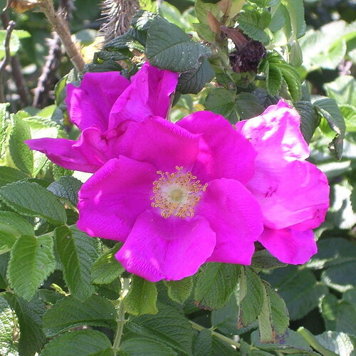 10 graines rosa rugosa rose, rosier rugosa, rosier japonais, rosier rugueux rose, rosier du japon