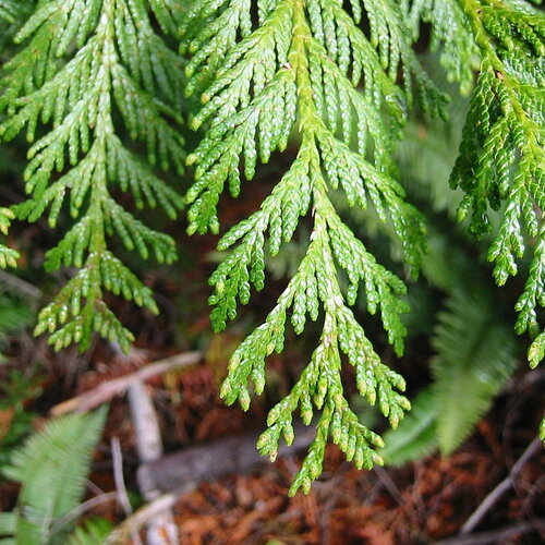 5 graines thuja plicata, thuya géant, cèdre rouge de l’ouest, thuya de lobb
