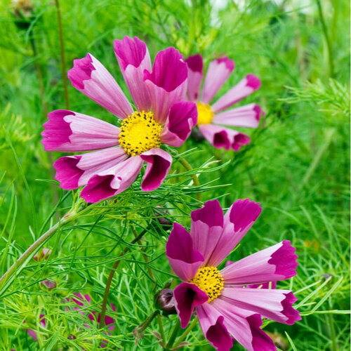 10 graines de cosmos mix sea shells, cosmos bipinnatus