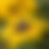 50 graines de rudbeckie hérissée, rudbeckia hirta gloriosa daisy