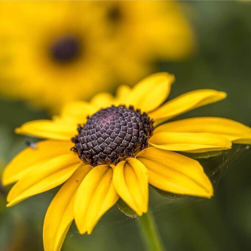 50 graines de rudbeckie hérissée, rudbeckia hirta gloriosa daisy