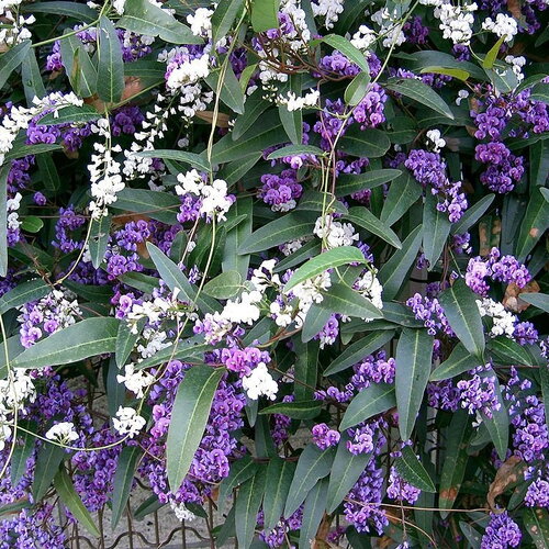3 graines hardenbergia violacea, glycine australienne