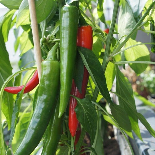 20 graines de piment de californie, piment anaheim