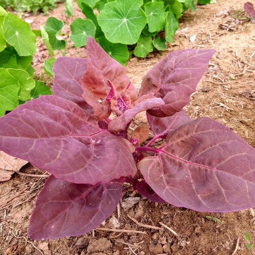 25 graines atriplex hortensis, arroche des jardins &quot;plume rouge&quot;