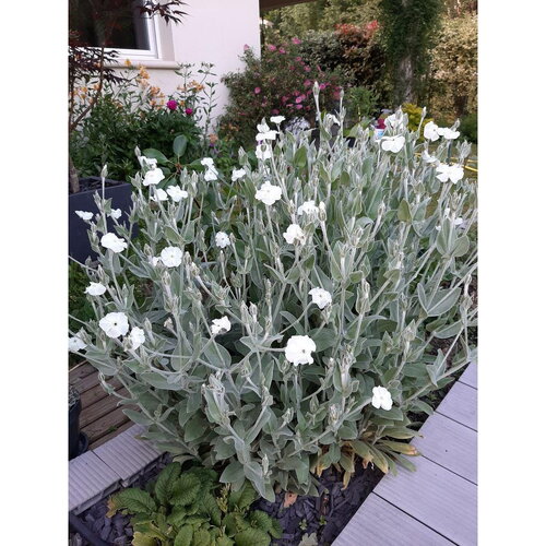100 graines de coquelourde à fleurs blanches silene coronaria lychnis coronaria agrostemma coronaria coronaria coriacea